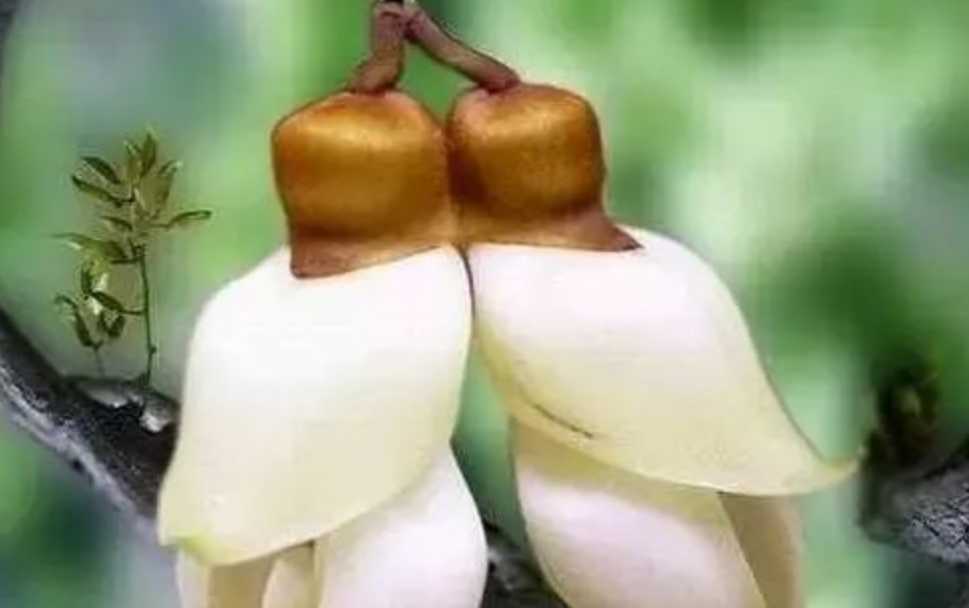 The Enchanting Zhuque Flowers: Nature's Winged Wonders