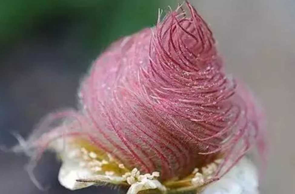 Ethereal Prairie Smoke: A Mesmerizing Native Wildflower