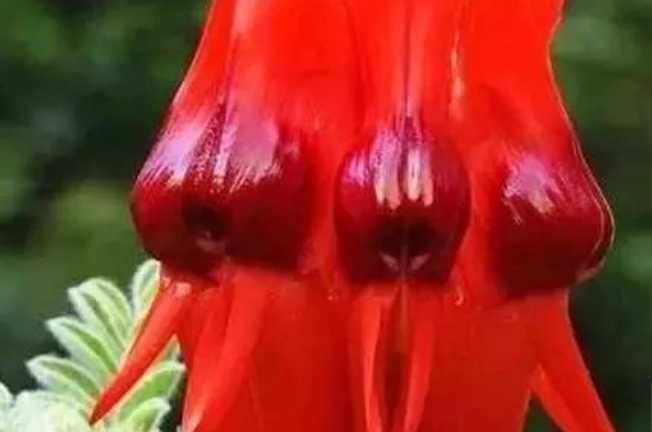 The Enigmatic "Lady Calophaca": A Rare Floral Treasure