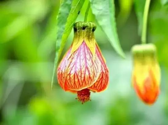 The Mesmerizing and Graceful Drooping Lily: A Floral Delight