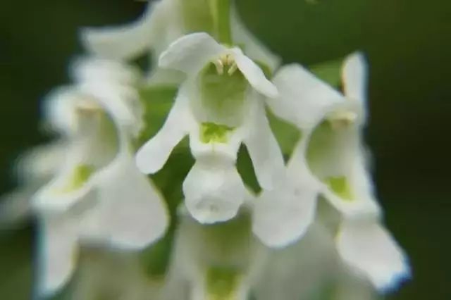 Enchanting Angel’s Trumpet: Nature’s Heavenly Floral Spectacle