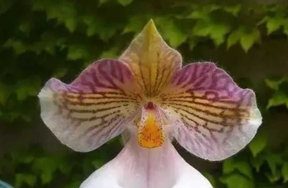Exquisite Paphiopedilum: The Enchanting Orchid with a Captivating Charm