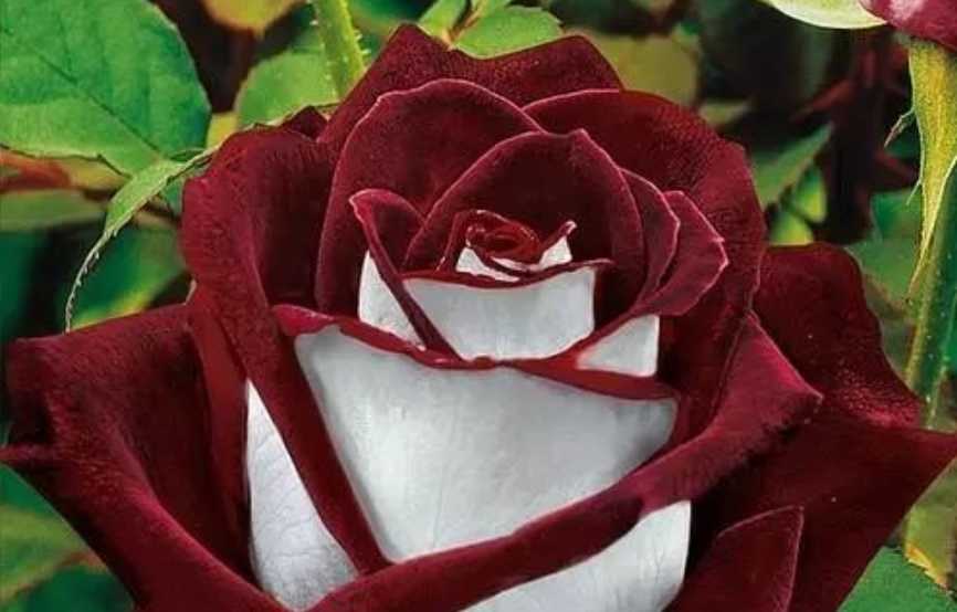 The Alluring Osiria Rose: A Blend of Elegance and Enigma