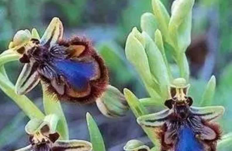 The Ingenious Deceiver: The Intriguing World of the Ophrys speculum