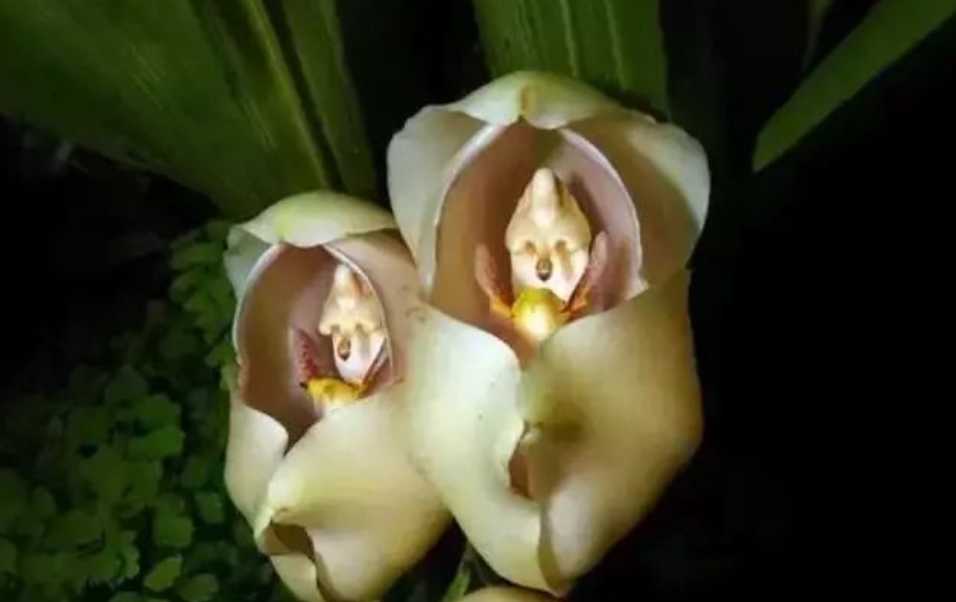 Enchanting Anguloa: The Orchid World’s Living Cradle