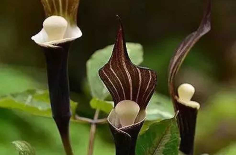 Snow Cake Grass: A Rare Gem in the Japanese Flora