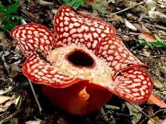 The Enigmatic Rafflesia: Nature's Giant and Stinky Wonder