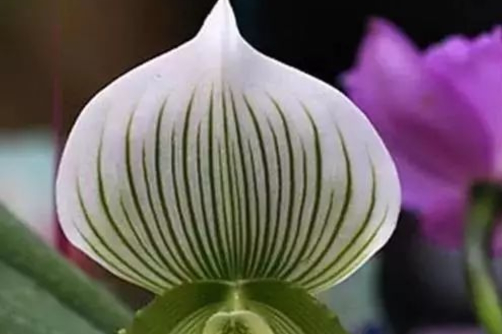 The Enigmatic Green Maudiae Lady's Slipper Orchid: A Botanical Gem