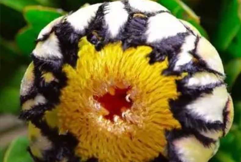 The Majestic King Protea: South Africa's Floral Royalty