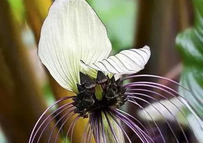The Mysterious Tacca integrifolia: Nature's Eerie Elegance