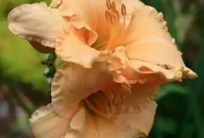 The Elegant Daylily: A Timeless Beauty in Bloom