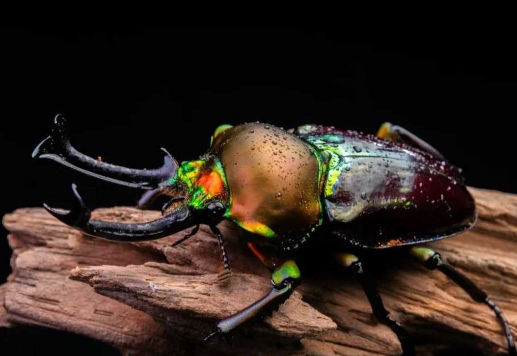 The Rainbow Stag Beetle (Phalacrognathus muelleri): Nature's Living Jewel