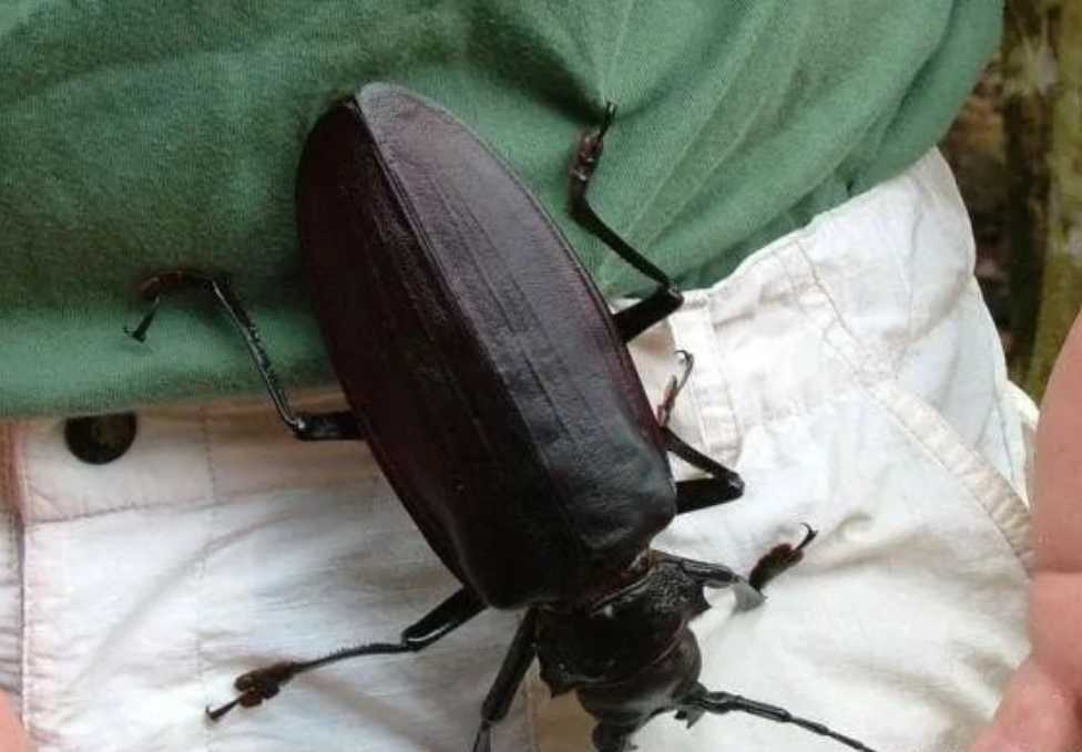 The Titan Beetle (Titanus giganteus): The Rainforest's Colossal Wood - Crusher