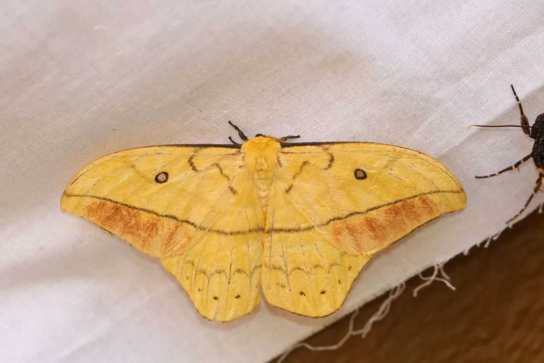 Lepidoptera: The Winged Wonders Shaping Ecosystems and Cultural Imagination