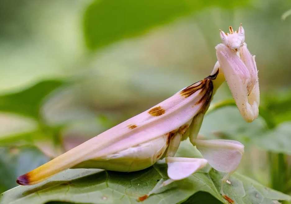 Orchid Mantis: Nature's Perfect Floral Mimic with Extreme Sexual Dimorphism