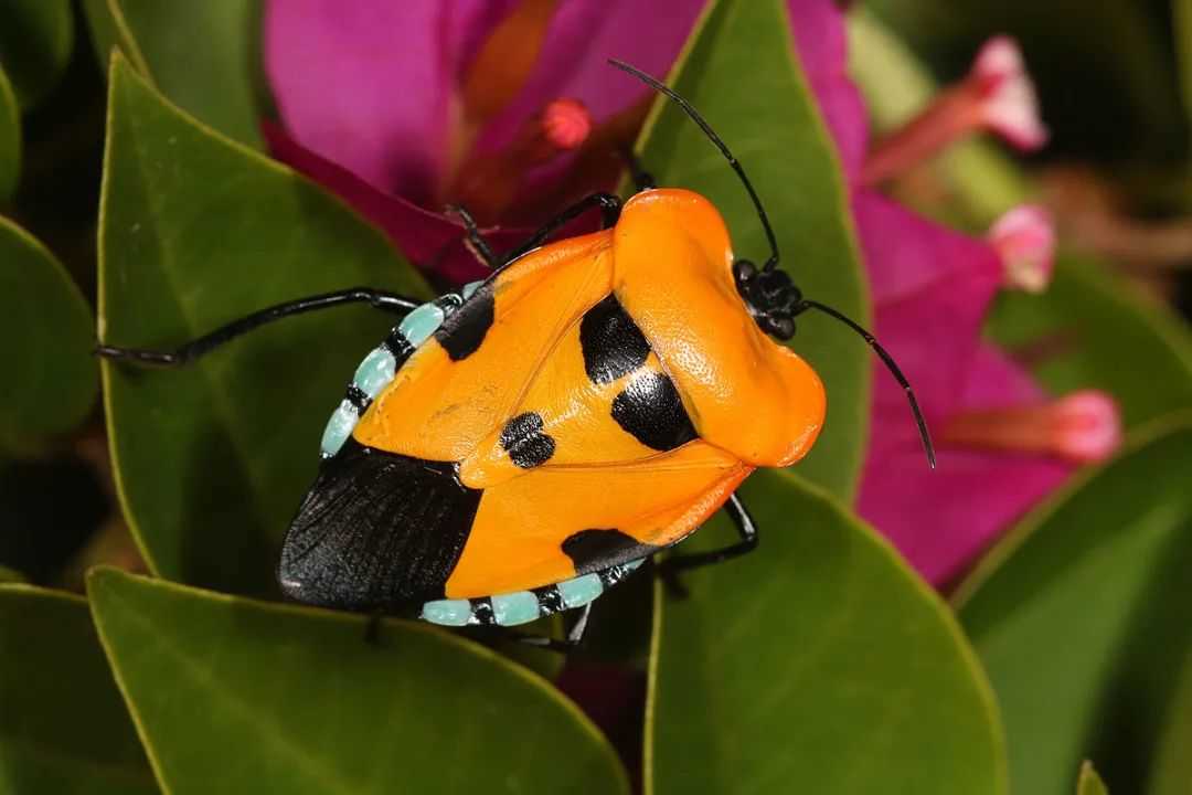 Hemiptera: The Diverse 'True Bugs' Shaping Ecosystems and Human Interactions