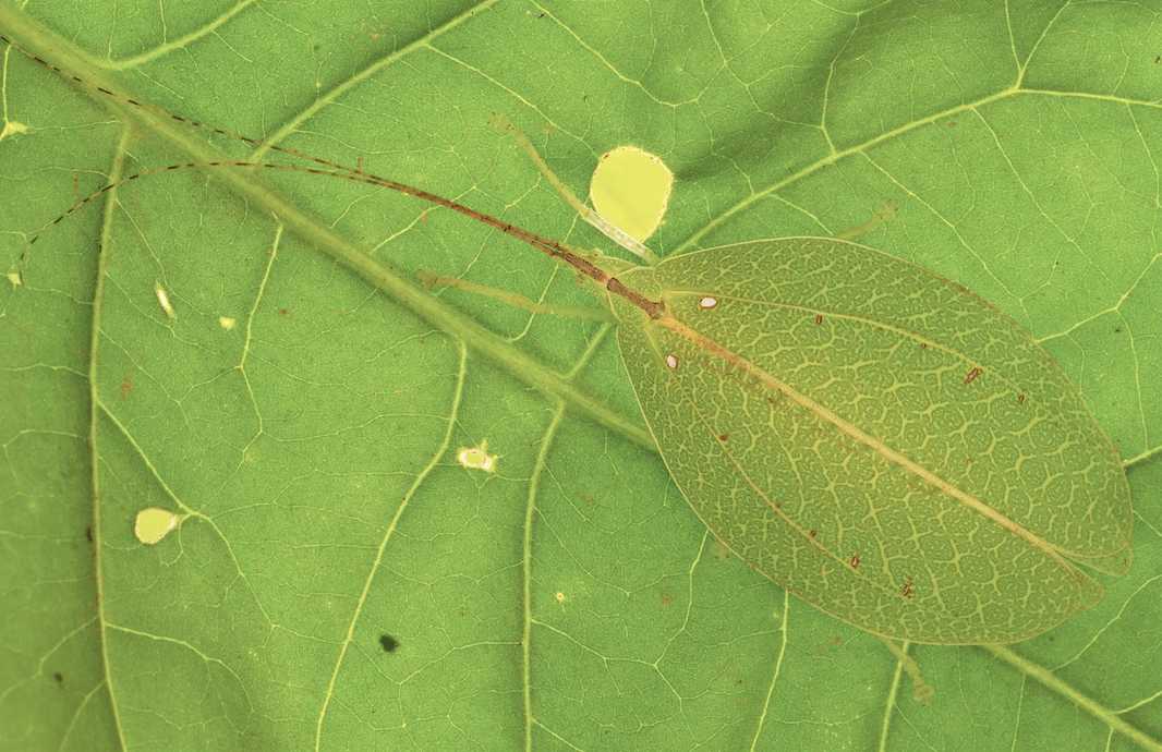 Acauloplax exigua: Mozambique's Leaf-Mimicking Katydid Blends Seamlessly with Foliage