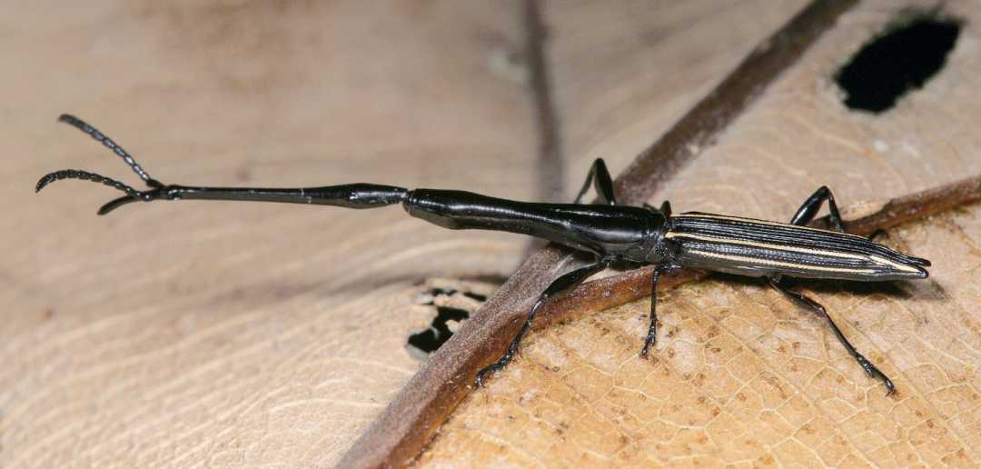 Costa Rica's Slender Weevil: The Three-Cone Beetle with a Remarkable Elongated Snout