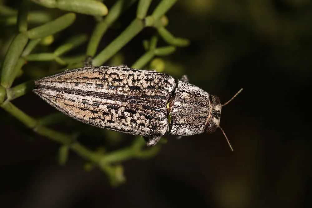 Jewel Beetles: Nature's Living Gems with Iridescent Armor