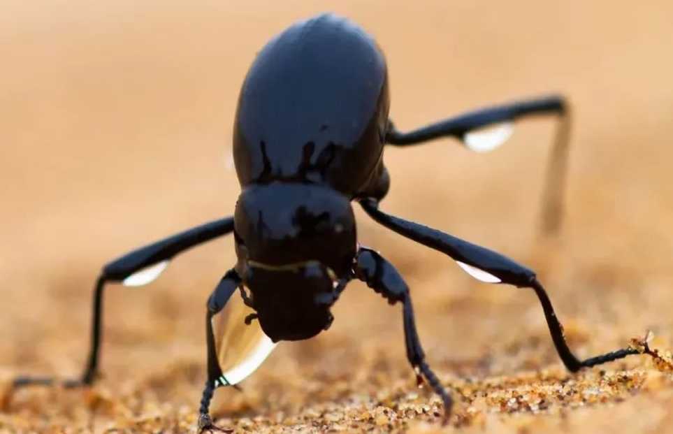 The Namib Desert Beetle (Stenocara gracilipes): Nature's Master of Fog Harvesting