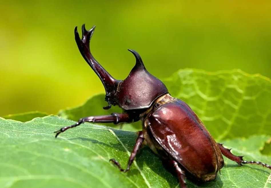 The Japanese Rhinoceros Beetle (Allomyrina dichotoma): A Horned Symbol of Strength and Nature's Engineer
