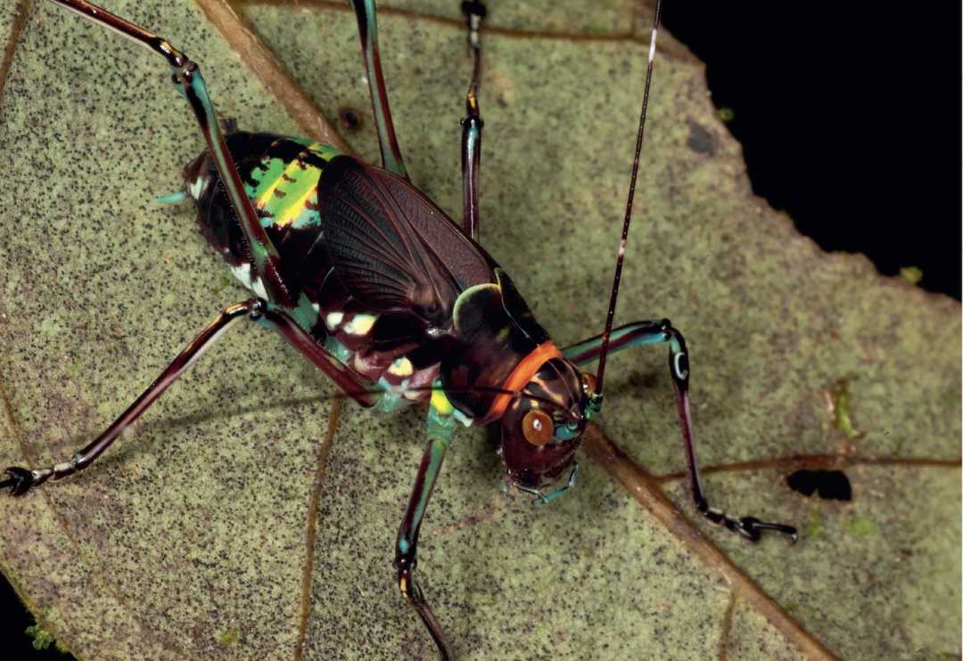 Eye-Catching New Guinea Katydid Nymph Approaches Adulthood in Final Instar