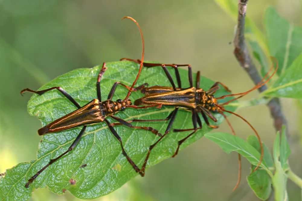 Longhorn Beetles: Elegant Forest Dwellers with a Dual Reputation