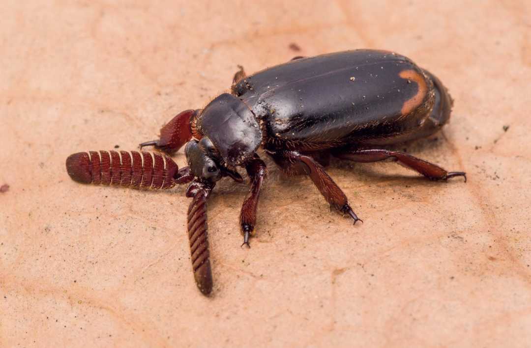 Cerapterus laceratus: Mozambique's Beetle Tricks Ants with Pheromone Mimicry and Scalding Defense