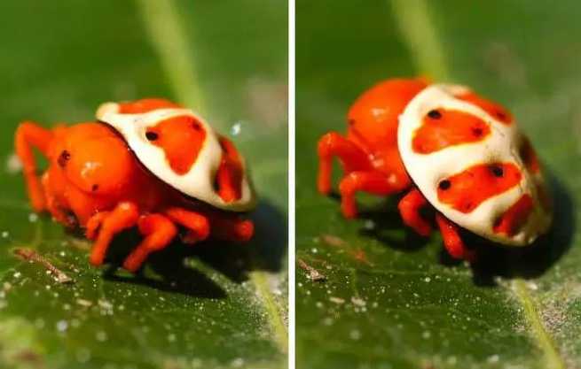 The Orange Turtle Spider: Nature’s Bizarre Blend of Arachnid and Reptile Traits