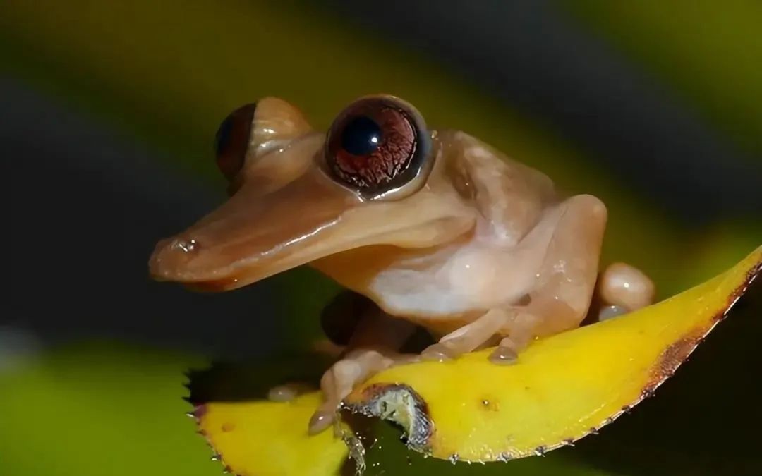 The Duck-Billed Tree Frog: Nature's Quirky Amphibian Marvel