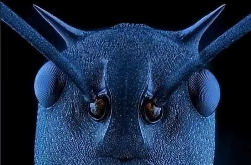 Ants' Facial Close - ups: Uncovering the Expressive Faces of Tiny Insects