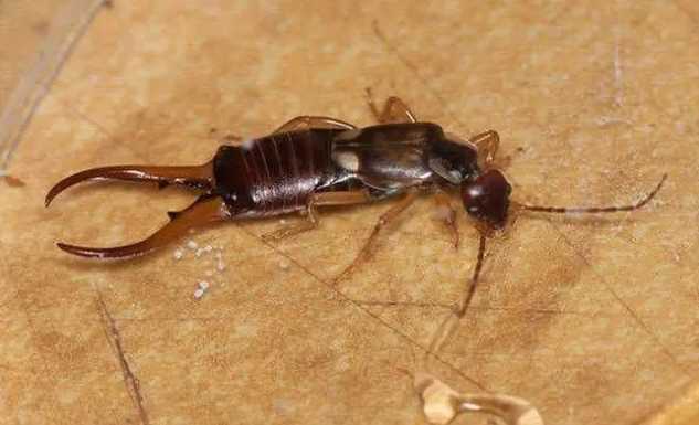 Earwigs: The Insects with a Pincher-Tipped Surprise