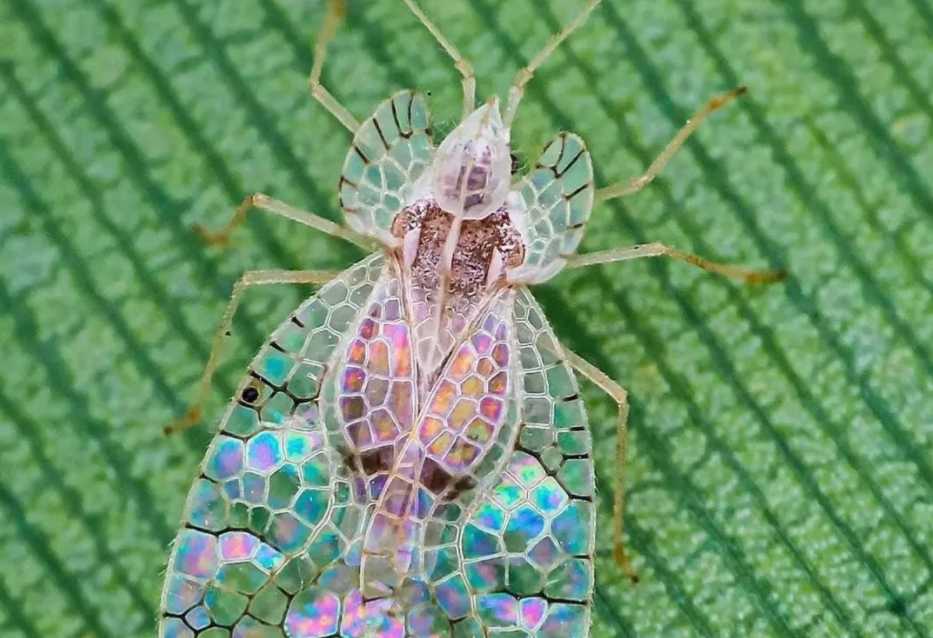 The Lace Bug: Nature's Living Stained Glass Masterpiece