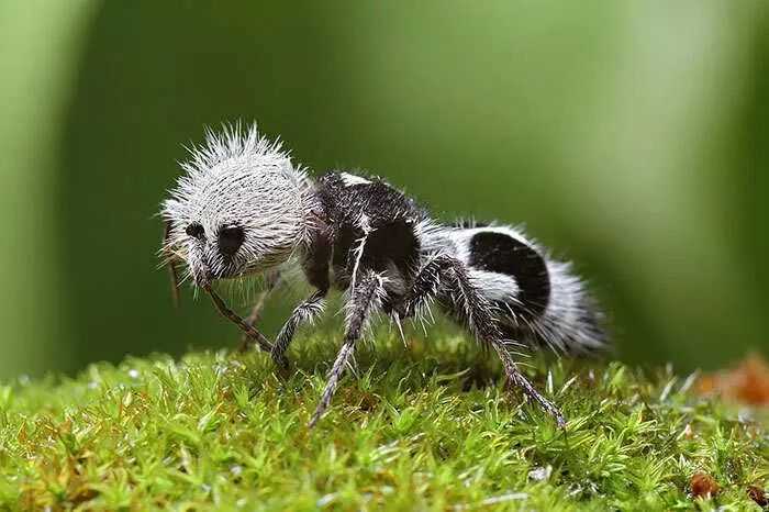 The Panda Ant: Deceptive Black-and-White 'Ant' That's Actually a Wingless Wasp