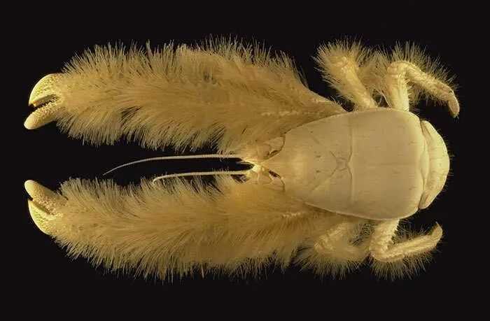 The Yeti Crab: Deep-Sea Marvel Renowned for Its Golden-Haired Legs